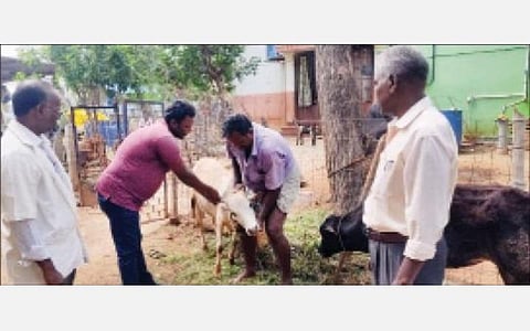 திருச்சி வேங்கூரில் நேற்று நடைபெற்ற முகாமில் கன்றுகுட்டிக்கு தடுப்பூசி செலுத்தும் கால்நடை பராமரிப்புத் துறையினர்.
