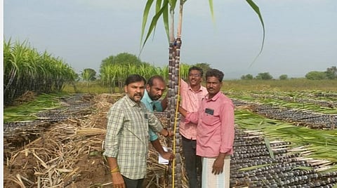 கரும்புகளின் உயரத்தை அளவீடு செய்யும் வேளாண் அதிகாரிகள் | படம்: என்.கணேஷ்ராஜ்.