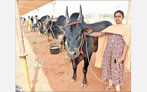 கோவை விழாவையொட்டி  சக்தி பொறியியல், தொழில்நுட்பக் கல்லூரியில் தொடங்கிய வேளாண் திருவிழாவில் காங்கயம் காளையுடன் பங்கேற்ற பெண். படம்: ஜெ.மனோகரன்
