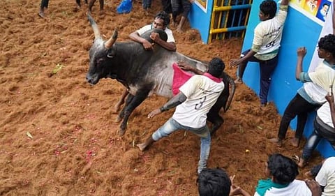 தச்சங்குறிச்சி  ஜல்லிக்கட்டு
