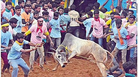 புதுக்கோட்டை மாவட்டம் தச்சன்குறிச்சியில் நேற்று நடைபெற்ற ஜல்லிக்கட்டில் சீறிப் பாயும் காளைகள்.