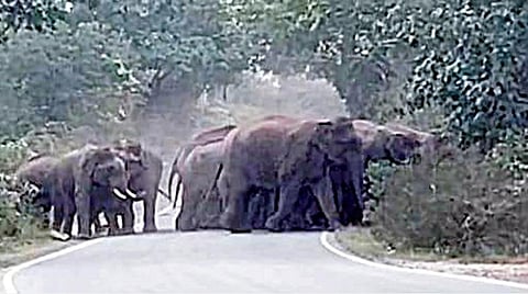 கர்நாடகாவுக்கு விரட்டப்பட்ட யானைக் கூட்டம்: தேன்கனிக்கோட்டை பகுதி விவசாயிகள் மகிழ்ச்சி