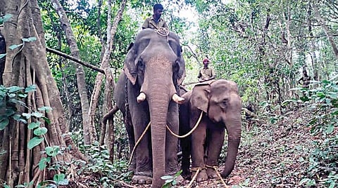 பந்தலூர் நீடில் ராக் வனத்தில் கடந்த மாதம் பிடிபட்ட மக்னா யானை. (தந்தம் இல்லாத யானை) (கோப்புப்படம்)