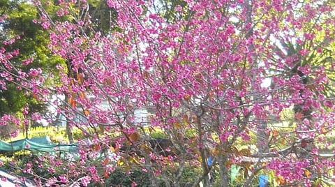 பிரதிநிதித்துவப் படம்