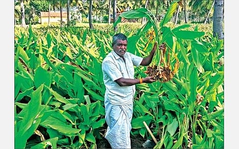 கிருஷ்ணகிரி அருகே காட்டிநாயனப்பள்ளி கிராமத்தில் உள்ள வயலில் அறுவடைக்குத் தயாராக உள்ள மஞ்சள் செடிகள்.