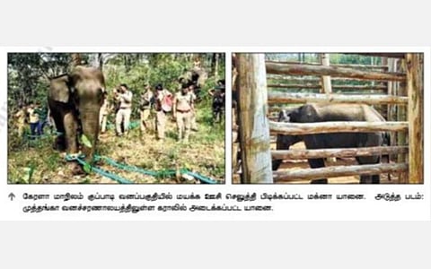கேரளாவில் பிடிபட்ட மக்னா யானை மரக்கூண்டில் அடைப்பு: கும்கியாக மாற்ற வனத்துறை திட்டம்