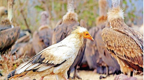மஞ்சள் முகமே வருக!