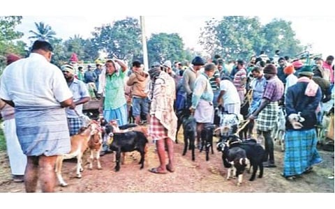 வடலூர் வாரச் சந்தையில் ஆடுகள் விற்பனை நடந்தது.