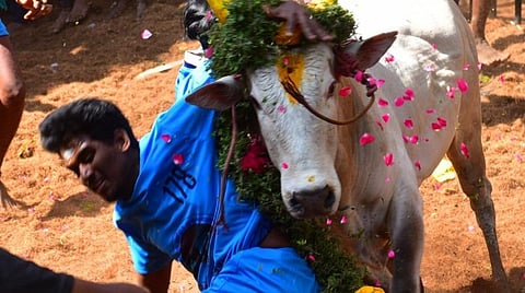 மதுரை அவனியாபுரம் ஜல்லிக்கட்டில் காளையை அடக்கும் மாடுபிடி வீரர்கள் | படங்கள்: எஸ்.கிருஷ்ணமூர்த்தி