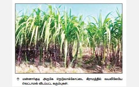 உரிய விலை கிடைக்காததால் வயலிலேயே வெட்டாமல் விடப்பட்ட செங்கரும்புகள்: விவசாயிகள் வேதனை