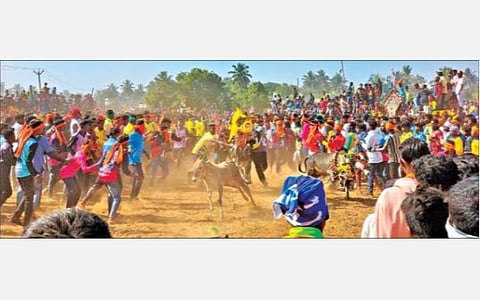 பொங்கல் பண்டிகையை முன்னிட்டு, சூளகிரி அருகே ஆருப்பள்ளி கிராமத்தில் நடந்த எருதுவிடும் திருவிழாவில், சீறிப் பாய்ந்து ஓடிய காளைகளின் கொம்புகளில் கட்டப்பட்டிருந்த பரிசுப் பொருட்களைப் பறிக்க முயன்ற காளையர்கள் .