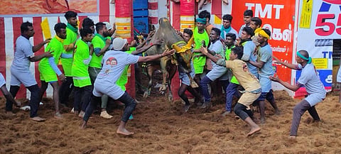 அலங்காநல்லூர் ஜல்லிக்கட்டில் சீறிப்பாயும் காளையை அடக்க முயற்சிக்கும் வீரர்கள்