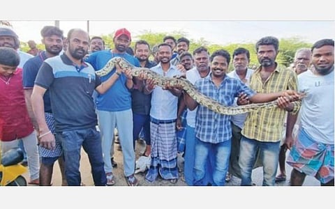 திருப்பரங்குன்றம் கண்மாயில் 10 அடி நீள மலைப்பாம்பு