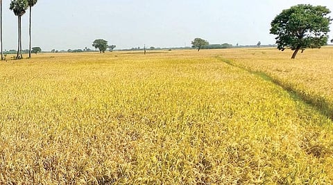 நெல் கொள்முதல் பணியில் பெண் பணியாளர்கள்: முதன்முறையாக புதுக்கோட்டை மாவட்டத்தில் நியமனம்