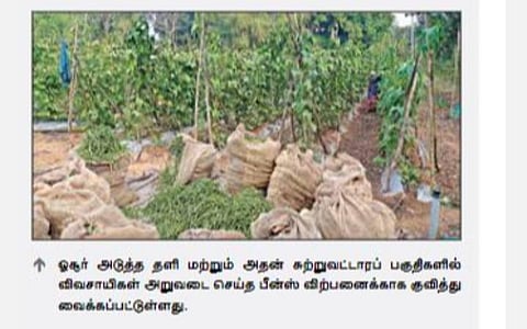 கிருஷ்ணகிரி | பீன்ஸ் விலை குறைவால் விவசாயிகள் கவலை