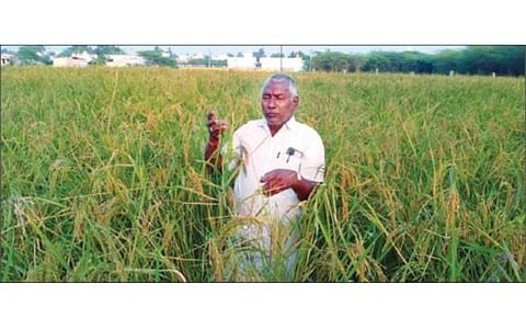 இயற்கை விவசாயத்தில் பாரம்பரிய ரகமான மாப்பிள்ளை சம்பா நெல் சாகுபடி செய்யும் விவசாயி மோகன்.