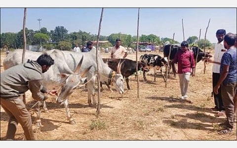 ஓசூர் அடுத்த திம்மசந்திரம் நாட்டு மாடுகள் சந்தைக்கு, அம்மை நோய் காரணமாகக் குறைந்த எண்ணிக்கையில் கால்நடைகள் மற்றும் வியாபாரிகள் வந்ததால், வழக்கமான பரபரப்பின்றி வெறிச்சோடிய சந்தை.