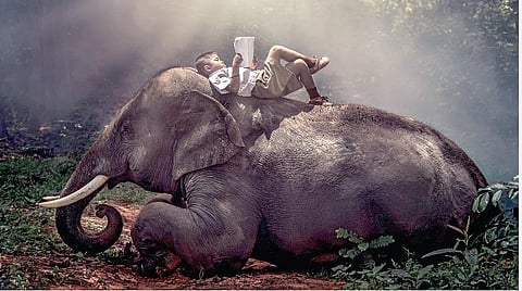 யானை - பாகன் கையில் இருக்கும் பொம்மை