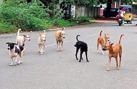 மதுரை மாநகராட்சியில் கருத்தடை பணி பாதிப்பால் பெருகிய தெரு நாய்கள்: குழந்தைகள், முதியவர்கள் அச்சம்
