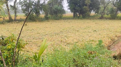 மழையால் நெற்பயிர்கள் சேதம்