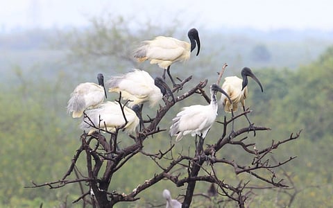 சாமநத்தம் கண்மாய் காணப்படும் பறவைகள்