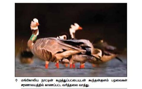 மங்கோலிய நாட்டின் கழுத்துப் பட்டையுடன் கூந்தன்குளத்துக்கு வந்த வரித்தலை வாத்து
