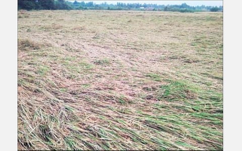 குறிஞ்சிப்பாடி பகுதியில் அறுவடைக்கு தயாராக இருந்த நெற்பயிர் மழையால் சாய்ந்துள்ளது.
