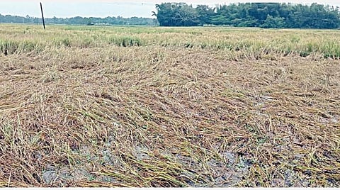 மயிலாடுதுறை மாவட்டம் திருவிளையாட்டம் பகுதியில், அறுவடைக்கு தயார் நிலையில் இருந்த நெற்பயிர்கள் மழையால் வயலில் சாய்ந்துள்ளன.