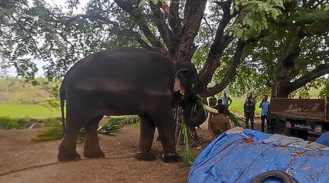 தருமபுரியில் விளைநிலங்களை சேதப்படுத்தும் காட்டு யானையை பிடிக்க கும்கி யானை வரவழைப்பு