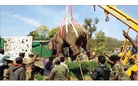 பாலக்கோடு அடுத்த ஈச்சம்பள்ளம் வனப்பகுதியில் நிலங்களை பாழாக்கிய யானையை மயக்க ஊசி செலுத்தி வனத்துறையினர் பிடித்து  ஆனைமலை யானைகள் முகாமுக்கு அனுப்பி வைத்தனர்.