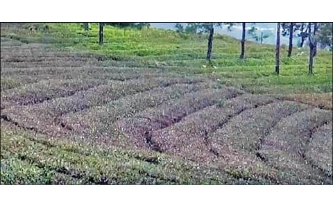 நீலகிரியில் பனிப்பொழிவால் பாதிக்கப்படும் தேயிலைக்கு பயிர் காப்பீட்டுத் திட்டம் செயல்படுத்தப்படுமா?