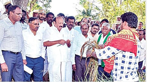 மயிலாடுதுறை அருகே கிழாய் கிராமத்தில் சேதமடைந்த நெற்பயிரை அமைச்சர் எம்.ஆர்.கே.பன்னீர்செல்வத்திடம் காண்பித்த விவசாயி