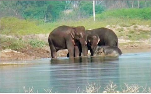 பாலக்கோடு அடுத்த மணியக்காரன் கொட்டாய் பகுதியில் உள்ள பெரிய ஏரியில் முகாமிட்டுள்ள யானைகள்.