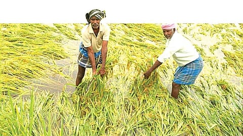 அல்லலுறும் உழவர்களுக்கு அரசு செய்ய வேண்டியது என்ன?