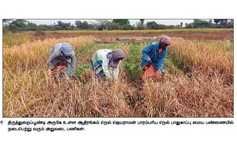 மழையிலும் தாக்குப்பிடித்த பாரம்பரிய ரக நெற்பயிர்கள்: விவசாயிகளுக்கு கைகொடுத்த இயற்கை விவசாயம்
