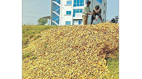 உரிய விலை கிடைக்காததால், ஓசூர் அருகே ஆவலப்பள்ளியில் சாலை யோரங்களில் முள்ளங்கியைக் கொட்டும் விவசாயிகள்.