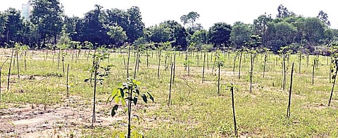 திருவள்ளூர் மாவட்டம், கும்மிடிப்பூண்டி பகுதியில் தமிழ்நாடு மாசு கட்டுப்பாட்டு வாரியம் மூலம் குறுங்காடுகள் அமைக்கும் பணி தீவிரமாக நடைபெற்று வருகிறது.