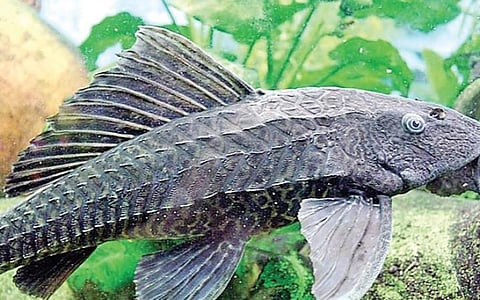சக்கர்மவுத் மீன்