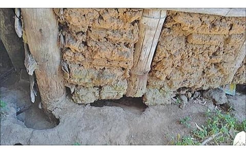 எலிகள், பாம்புகளின் புகலிடமான குடிசைகள் - திருப்பூர் மலைவாழ் மக்கள் அவதி