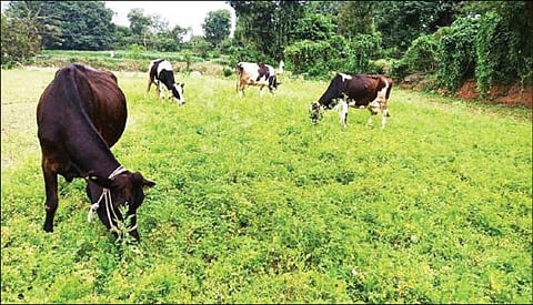 விலை சரிவால் அதிருப்தி அடைந்த விவசாயிகள், சூளகிரி அருகே வேம்பள்ளி கிராமத்தில் உள்ள கொத்தமல்லி தோட்டத்தில் மாடுகளை  மேய்ச்சலுக்கு விட்டனர்.