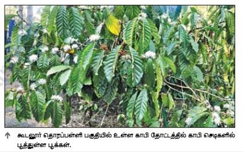 கூடலூர் காபி தோட்டங்களில் பூத்துள்ள காபி செடிகள்: அதிக மகசூலுக்கு கோடை மழைக்காக காத்திருக்கும் விவசாயிகள்
