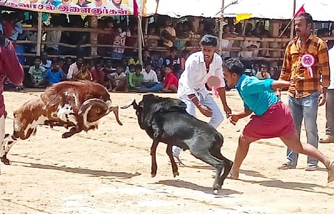 விருதுநகரில் கிடா முட்டு போட்டி - விமரிசையாகக் கொண்டாட்டம்