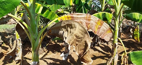 தருமபுரி | வேகமாக பரவும் வாழை இலை கருகல் நோய்: நடவடிக்கை எடுக்க விவசாயிகள் கோரிக்கை