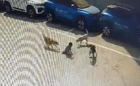 பதறவைக்கும் வீடியோ காட்சி