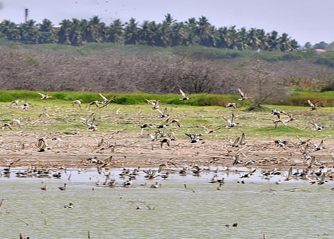 160 வகை பறவைகள் வலசை வரும் மதுரை சாமநத்தம் கண்மாய் ‘சரணாலயம்’ ஆக அறிவிக்கப்படுமா?