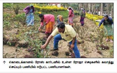 கொடைக்கானலில் ரோஜா செடிகள் கவாத்து பணி: கோடை சீசனுக்காக தயாராகும் ரோஸ் கார்டன்