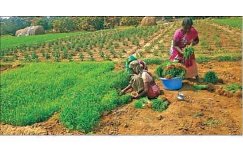 கிருஷ்ணகிரி மாவட்டம் வரட்டனப்பள்ளி பகுதியில் ராகி நடவு செய்ய, நாற்றுகள் பறிக்கும் பணியில் ஈடுபட்டுள்ள பெண்கள்.