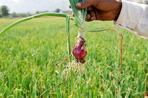 ரூ.40,000 செலவு செய்து விளைவித்த 512 கிலோ வெங்காயத்துக்கு மகாராஷ்டிராவில் ரூ.2 பெற்ற விவசாயி