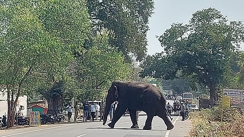 மந்திரிமட்டம் வனப்பகுதியில் விடுவிக்கப்பட்ட மக்னா யானை தீவிரமாக கண்காணிப்பு