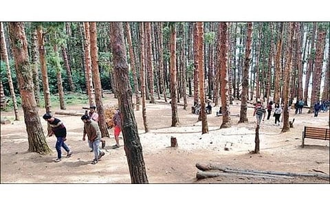 உதகை ஃபைன் பாரஸ்ட் பகுதியில் நிறுத்தப்படும் சுற்றுலா பயணிகளின் வாகனங்களில் திருட்டு